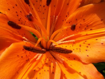 Orange Dream Lily, beautiful, unique, orange, lily, close up, flower, dream, lillies, stunning HD wallpaper