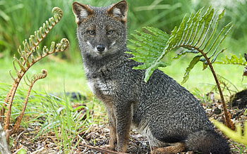 Animals, Fox HD wallpaper