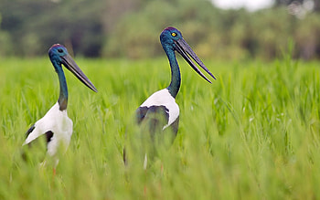 stork , Beautiful ry, Avian beauty, Nature backgrounds HD wallpaper