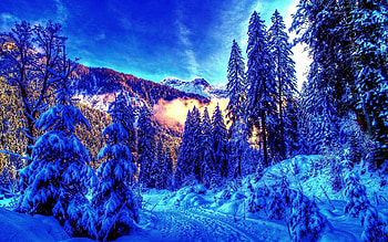 Winter, Nature, Trees, Shine, Light, Forest, Morning, Colors, Color, Paints, Awakening HD wallpaper
