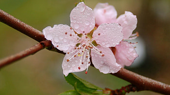 Drops, Flower, Macro, Bloom, Flowering, Branch HD wallpaper