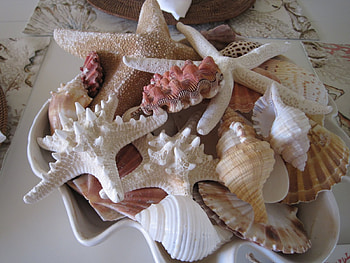 By The Sea, sea, shapes, seashells, various HD wallpaper
