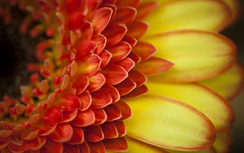 MACRO OF A GERBER DAISY, beautiful, large, orange, close up, daisies, daisy, petals, flower, yellow, lovely, macro HD wallpaper