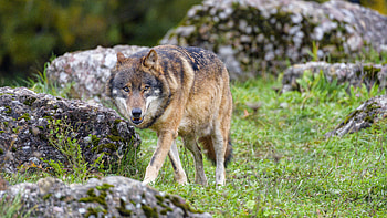 Animals, Brown, Predator, Wolf, Animal, Wild HD wallpaper