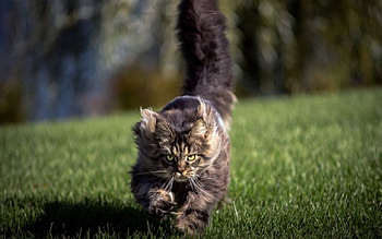 Fast and furious :), kitten, sweet, kitty, cats, cute, cat, beautiful, paws, beauty, cat face, pretty, animals, face, lovely, hat HD wallpaper