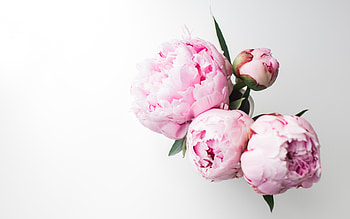 : Bouquet of Peonies Â· By Andreea with a Canon EOS 5D Mark II HD wallpaper