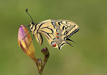 Holding Tight, animal, wings, buds, butterfly, insects, macro HD wallpaper