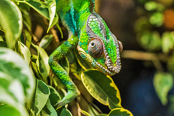 Animals, Color, Reptile, Disguise, Camouflage, Chameleon HD wallpaper