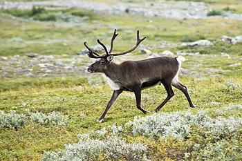 Animal reindeer , Stunning background, Striking , Captivating scene HD wallpaper