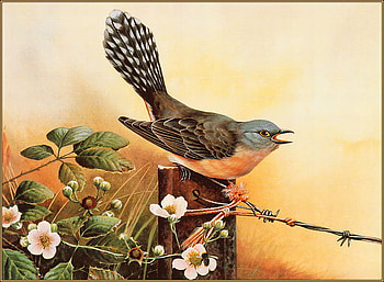 FANTAIL CUCKOO, sitting post, fantail, nest stealer, fence HD wallpaper