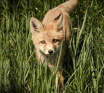 sweet red fox, cute, nature, grass, wild, fox, little HD wallpaper