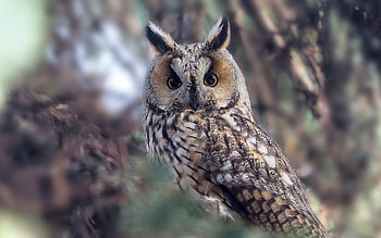 Owl, stare, predator, bird HD wallpaper