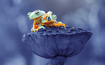 Frogs, animal, nature, frog, friends HD wallpaper
