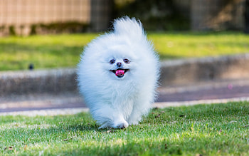 Pomeranian, , Full resolution, Stunning backgrounds HD wallpaper
