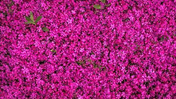 Flowers, summer, pink, skin, flower, texture HD wallpaper