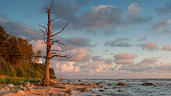 The Baltic Sea, Latvia, trees, sky, coast, stones, clouds HD wallpaper