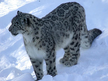 Snow Leopard, winter, cat, leopard, snow HD wallpaper