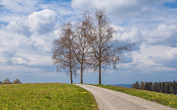 Spring Road, birches, meadow, road, dandelions, spring HD wallpaper