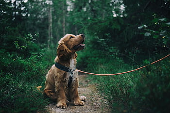 Adorable cocker spaniel puppy enjoying a walk in a lush Swedish forest. HD wallpaper