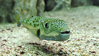 Fish, other, nature, animals HD wallpaper