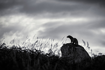 Rock, Dark, Stone, Bw, Chb, Sculpture, Otter HD wallpaper