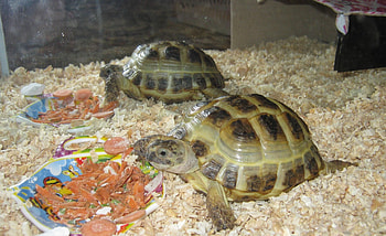 Animals, Turtles, Food, Couple, Pair, Aquarium, Sawdust HD wallpaper