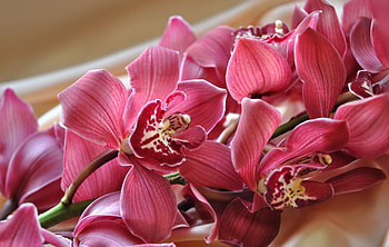 Orchids, Flowers, NATURE, Blossom HD wallpaper