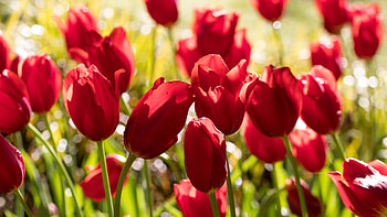 Tulips, Light, Spring, Bokeh, Drops HD wallpaper