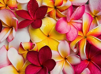 Plumeria, plumerias, flower, nature, flowers HD wallpaper