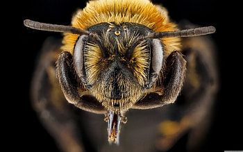 Andrena lupinorum, Bees HD wallpaper