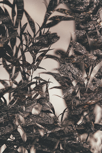 Leaves, Macro, Branches, Outlines, Double Exposure HD phone wallpaper