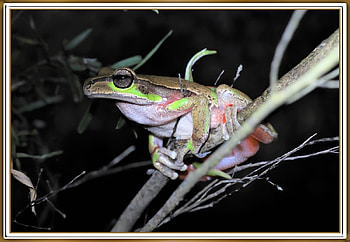 LOVELY FROG, NATURE, FROG, LOVELY HD wallpaper