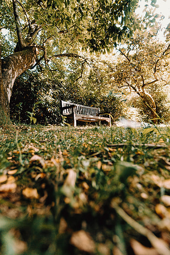 Nature, Trees, Miscellanea, Miscellaneous, Bench, Shop, Store HD phone wallpaper