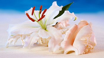 Flowers, Background, Miscellanea, Miscellaneous, Shell HD wallpaper