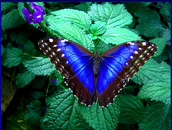 Morpho's beauty, wings, green leaves, butterfly, morpho, blue black white HD wallpaper