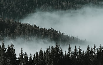 Serene misty forest landscape showcasing tranquil beauty in Rogla, Slovenia. HD wallpaper