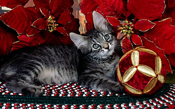 Animals, Cats HD wallpaper