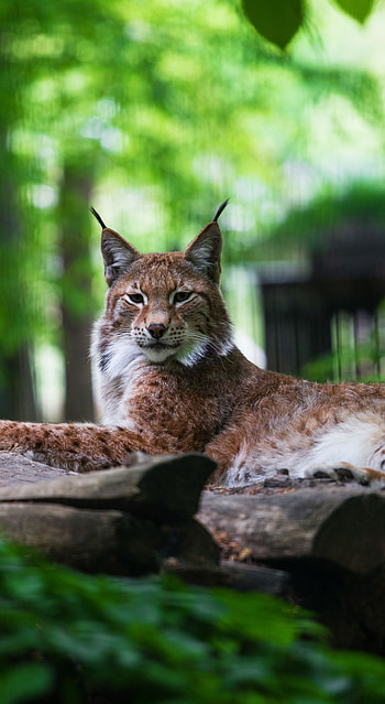 Canadian lynx , Shared by fans, Personal touch, Exclusive collection HD phone wallpaper