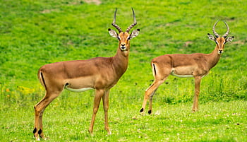 Two impalas standing alert in a lush South African grassland, showcasing wildlife. HD wallpaper