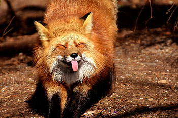 Animals, Fox, Protruding Tongue, Tongue Stuck Out, Cool HD wallpaper