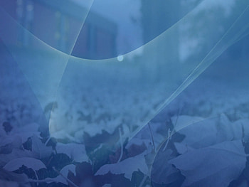 AQUA BLUE WITH LEAVES, blue, leaves, aqua HD wallpaper