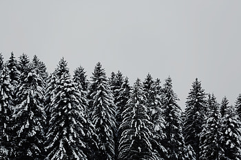 Trees, Snow, Minimalism, Snow Covered, Snowbound HD wallpaper