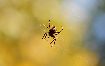 Poisonous Spider, ugly, animals, arachnids, spider, web HD wallpaper