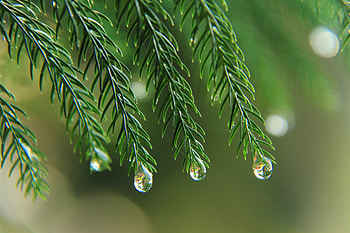 Tree branches, leaves, drops HD wallpaper