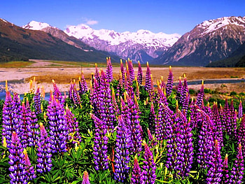 Spring time, snowy, spring, lupin, mountain, field, nature, flowers, sky HD wallpaper