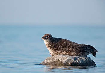 Seal , Animal HQ, Oceanic beauty, Stunning backgrounds HD wallpaper