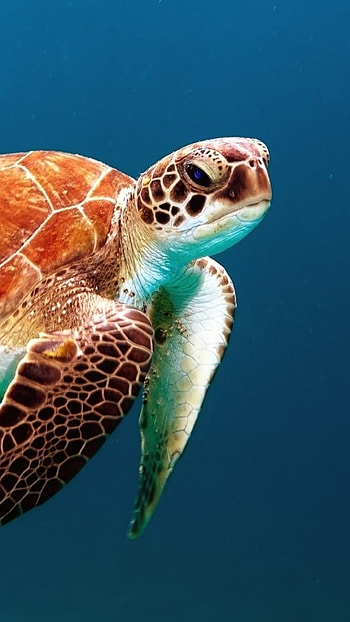 Turtle, Reptile underwater, , Pixel HD phone wallpaper
