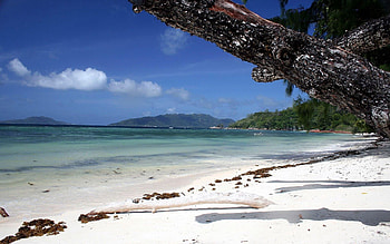 Nature, Sand, Wood, Tree, Tropics, Slope, Shadows, Bay, Trunk, I See, Clear, Incline HD wallpaper