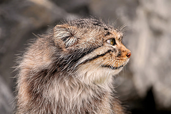 Pallas Cat, Animals, Muzzle, Pallas' Cat, Manul, Pallasov The Cat HD wallpaper