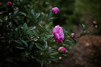 Flowers, Pink, Bloom, Flowering, Buds, Pion, Peony HD wallpaper
